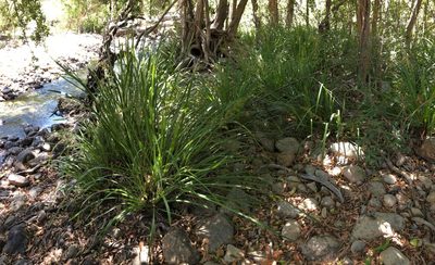 Lomandra hystrix, photographed by elawrey