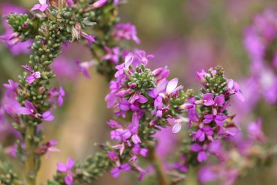 Muraltia macropetala, photographed by Noeleen du Toit