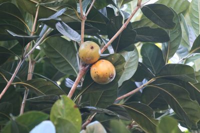 Atractocarpus fitzalanii, photographed by elawrey