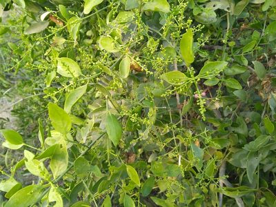 Salvadora persica, photographed by Mittal Gala