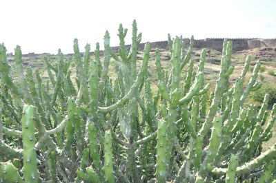 Euphorbia caducifolia, photographed by rohanmenzies