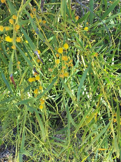 Acacia rostellifera, photographed by Samuel Brown