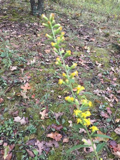 Solidago buckleyi, photographed by John Kees