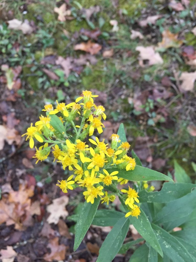 Solidago buckleyi, photographed by John Kees