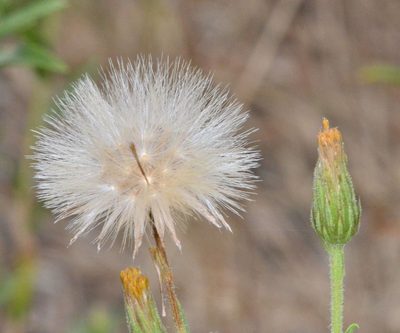 Chrysopsis oregona, photographed by Don Loarie