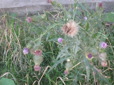 Cirsium serrulatum, photographed by Älven