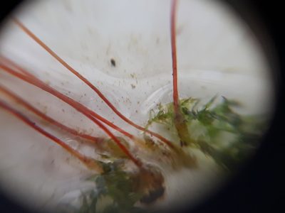 Leptodictyum riparium, photographed by euanmck