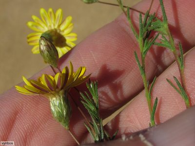 Leysera tenella, photographed by Chris Vynbos