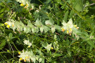 Rhinanthus freynii, photographed by Drepanostoma