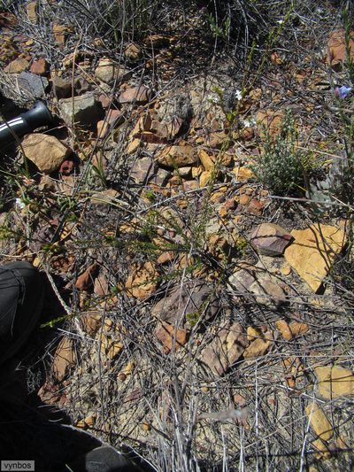 Euchaetis elsieae, photographed by Chris Vynbos