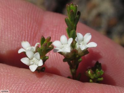 Euchaetis elsieae, photographed by Chris Vynbos