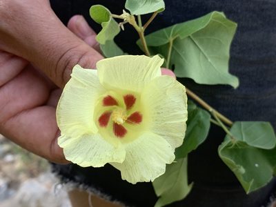 Gossypium klotzschianum, photographed by Jim Riley