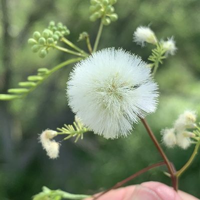 Lysiloma divaricatum, photographed by Jim Riley