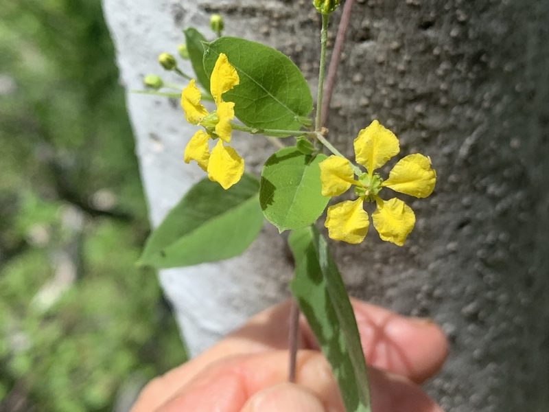 Cottsia californica, photographed by Jim Riley