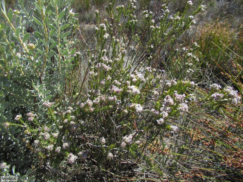 Phylica odorata, photographed by Chris Vynbos