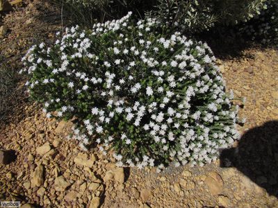 Phylica levynsiae, photographed by Chris Vynbos
