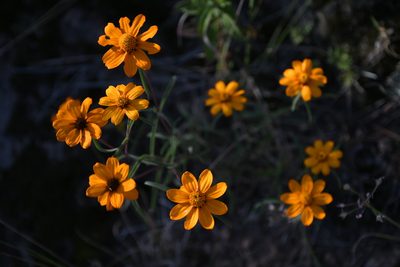 Zinnia angustifolia, photographed by Diana Fuentes