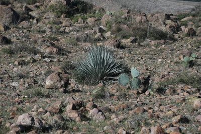 Dasylirion parryanum, photographed by Diana Fuentes