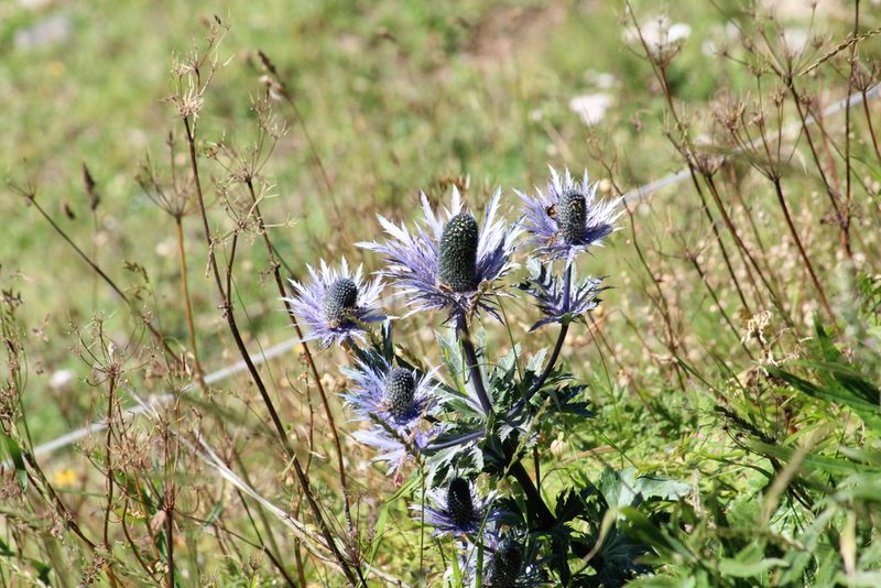 Eryngium alpinum, photographed by Michael Bakker Paiva