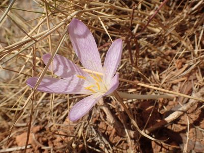 Colchicum sfikasianum, photographed by Katerina Kalogerini