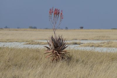 Aloe littoralis, photographed by Sheelagh Halsey