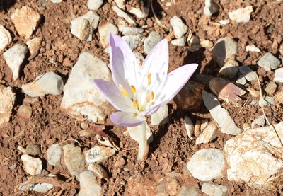 Colchicum haynaldii, photographed by Pavel Kacl