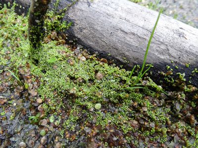 Wolffia arrhiza, photographed by Grzegorz Grzejszczak