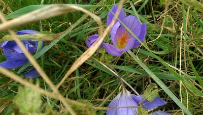 Crocus speciosus, photographed by Ricci Masero