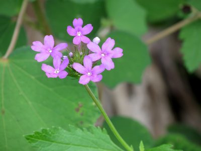 Verbena maritima, photographed by Katja Schulz