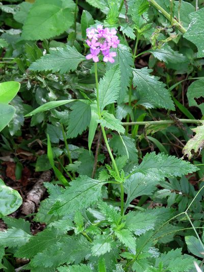Verbena maritima, photographed by Katja Schulz