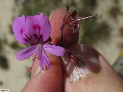 Pelargonium englerianum, photographed by Chris Vynbos