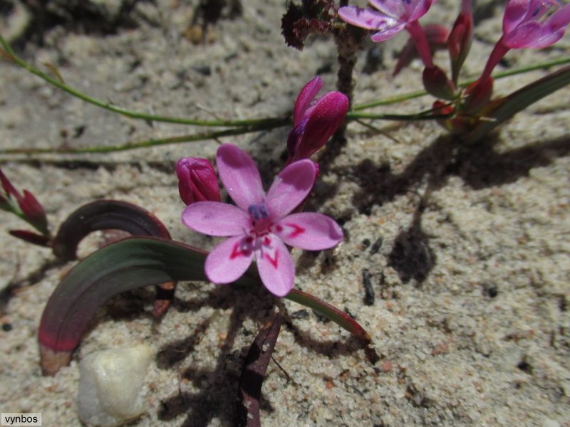 Codonorhiza falcata, photographed by Chris Vynbos