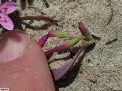 Codonorhiza falcata, photographed by Chris Vynbos