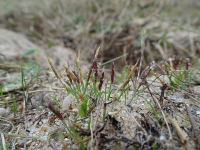 Mibora minima, photographed by Robert H. Wardell