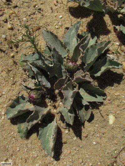 Arctotis verbascifolia, photographed by Chris Vynbos