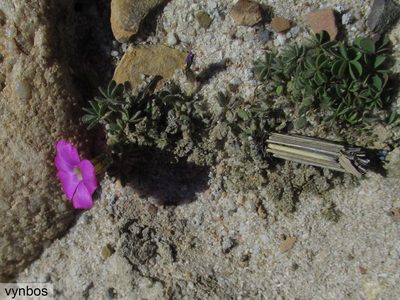 Oxalis heterophylla, photographed by Chris Vynbos