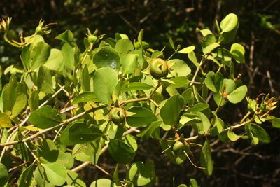 Sonneratia caseolaris, photographed by Scott Loarie