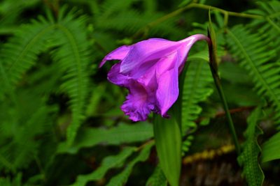 Sobralia macrantha, photographed by Daniel Pineda Vera