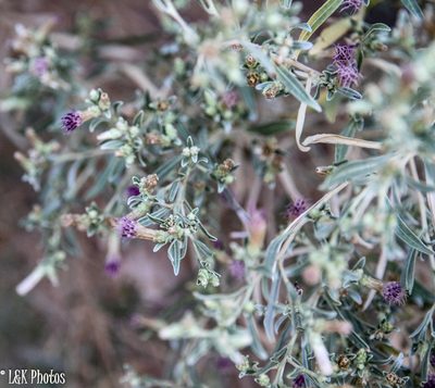 Pechuel-loeschea leubnitziae, photographed by lallen