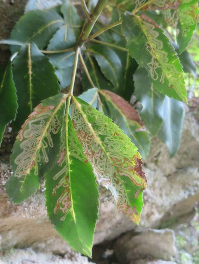 Neopanax macintyrei, photographed by Alice Shanks