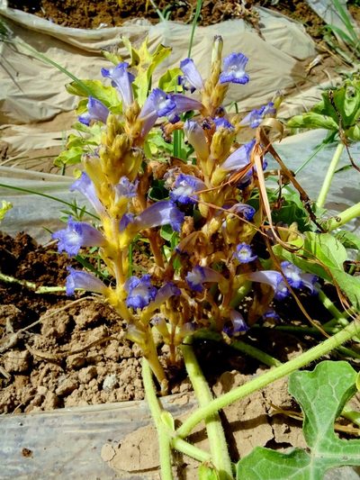 Orobanche aegyptiaca, photographed by Nasser Halaweh
