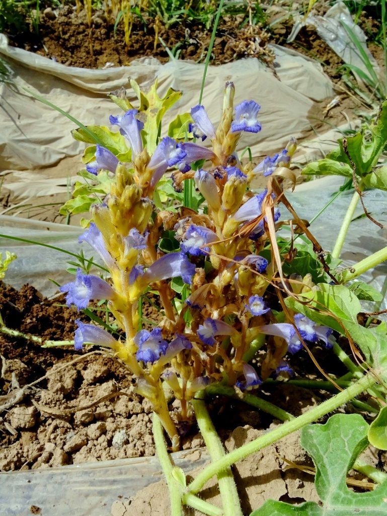 Orobanche aegyptiaca, photographed by Nasser Halaweh