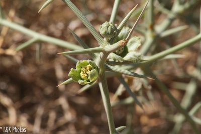 Acanthosicyos horridus, photographed by lallen