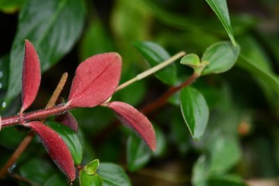 Peperomia consoquitlana, photographed by Neptalí Ramírez Marcial