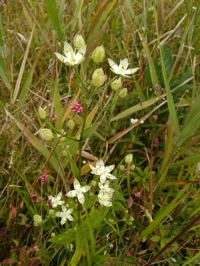 Swertia bimaculata, photographed by timharris