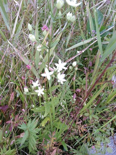 Swertia bimaculata, photographed by timharris