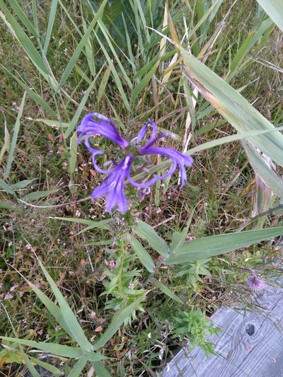 Lobelia sessilifolia, photographed by timharris