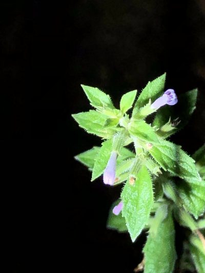 Hedeoma dentata, photographed by Jared Shorma