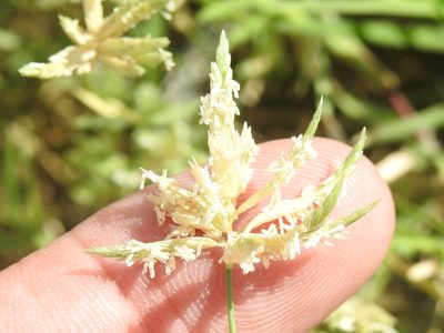 Eragrostis reptans, photographed by Sam Kieschnick