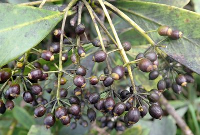 Pseudopanax chathamicus, photographed by Peter de Lange